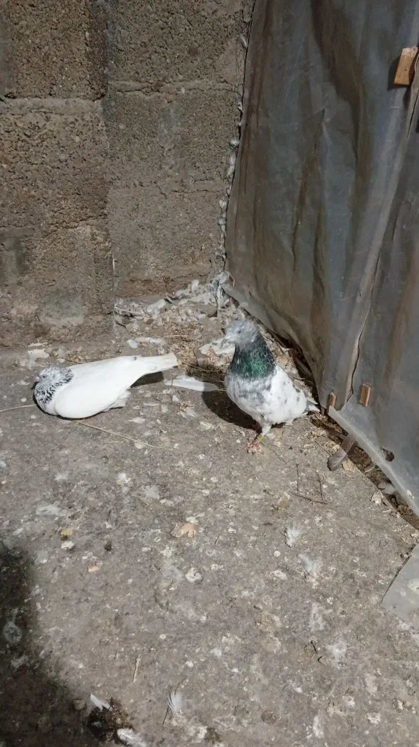 کبوتر یا کفتر|پرنده|رشت, بیجارپس|دیوار