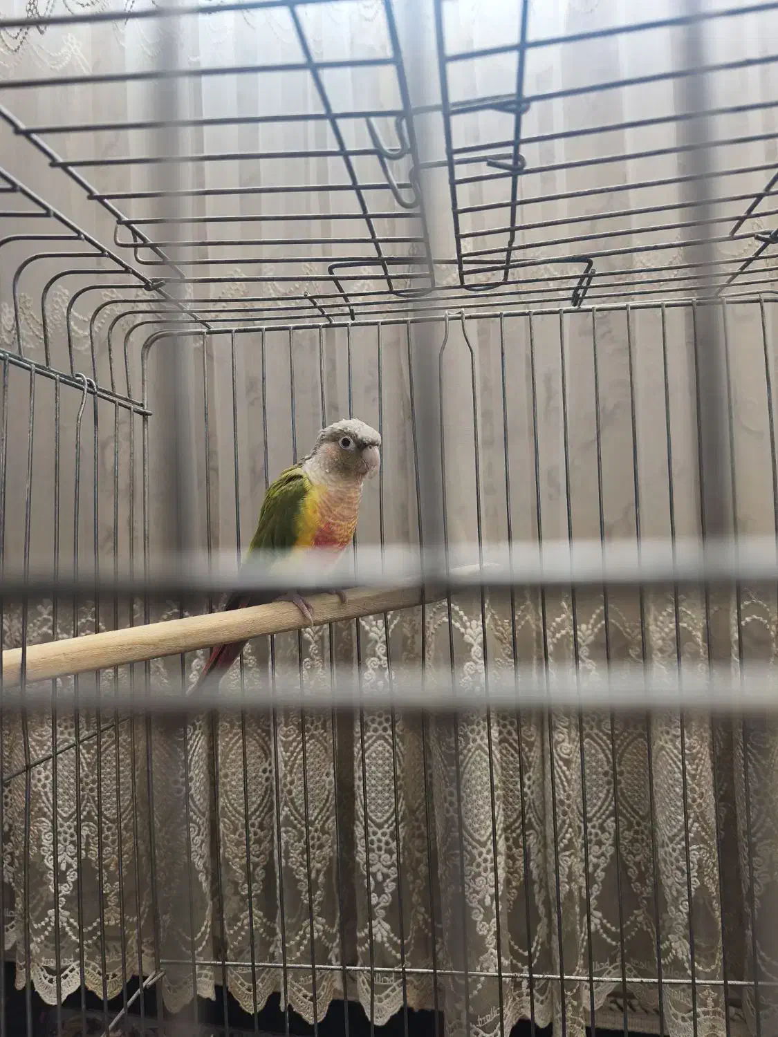 گرینچیک|پرنده|ورامین, خیر آباد|دیوار