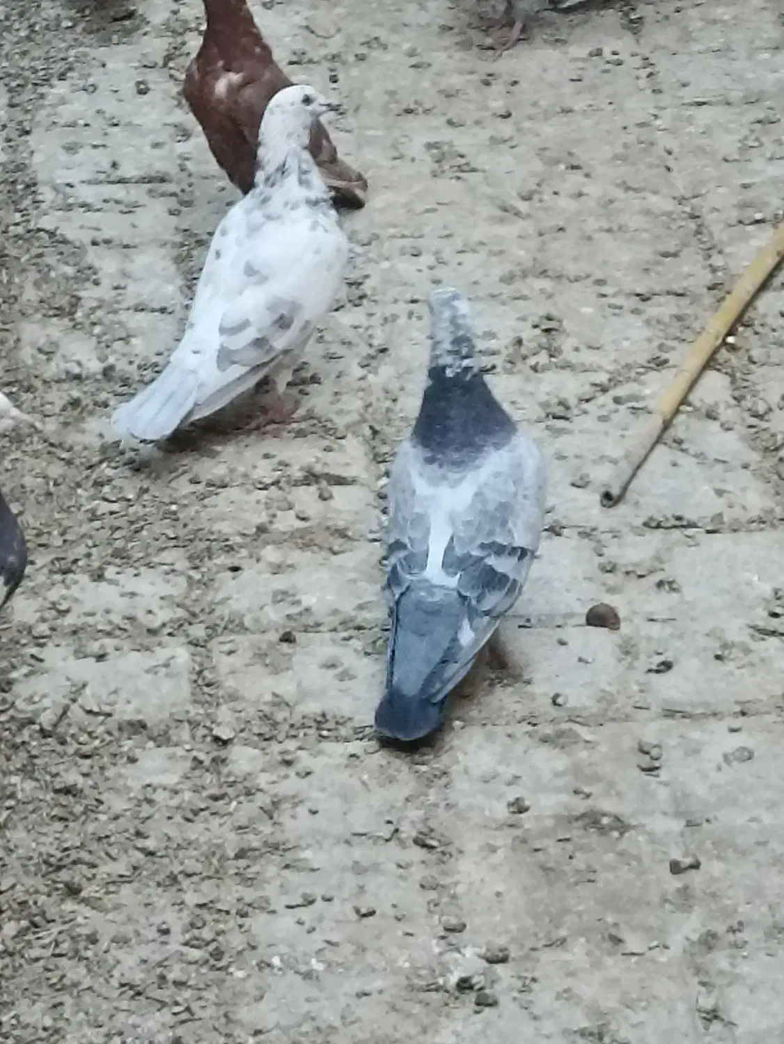 سار  سبز|پرنده|بردسکن, |دیوار