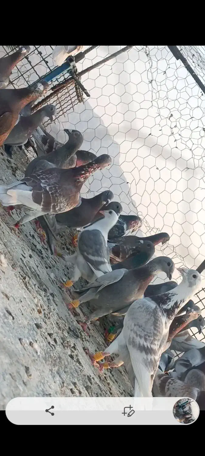 پرنده|پرنده|برازجان, |دیوار