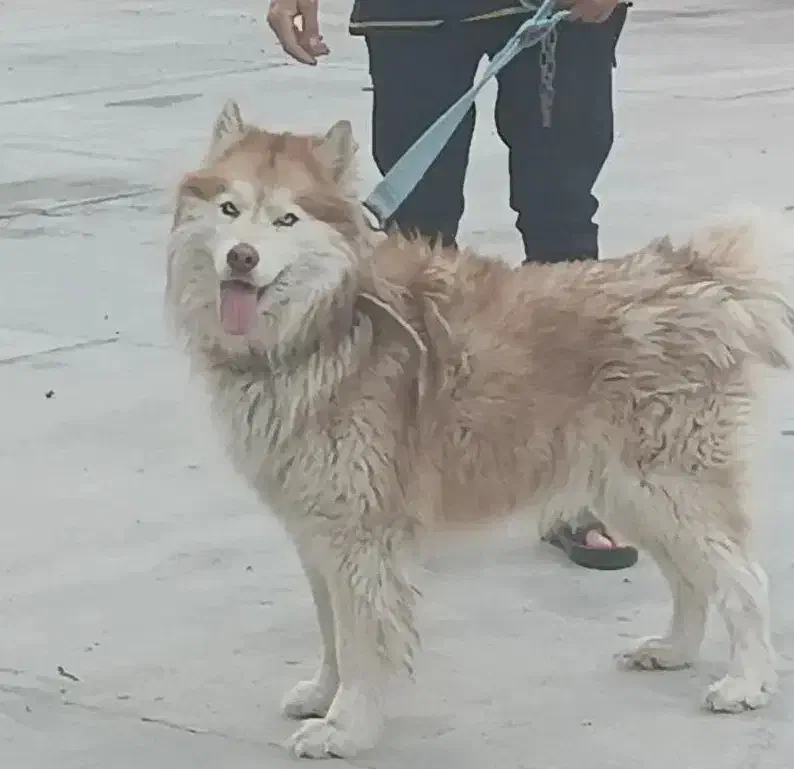 سگ نرمالاموت یکساله ونیم نر|سگ|پشتکوه (فارس), |دیوار