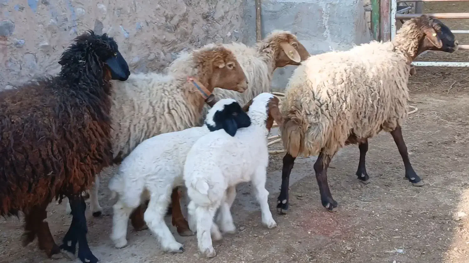 میش زاییده بره نر|حیوانات مزرعه|کاشمر, |دیوار