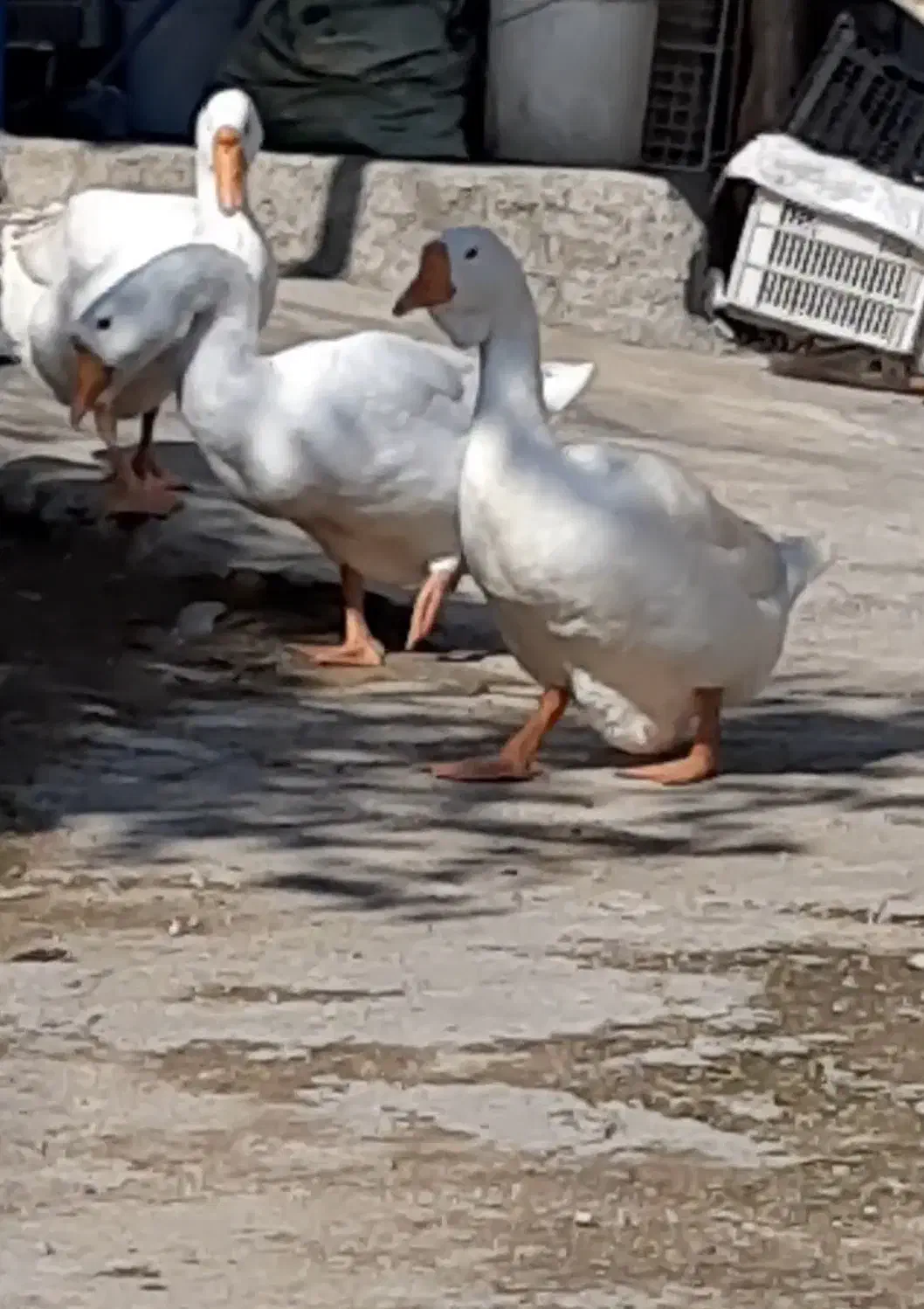 قوغاز اکراینی|حیوانات مزرعه|سورک, |دیوار