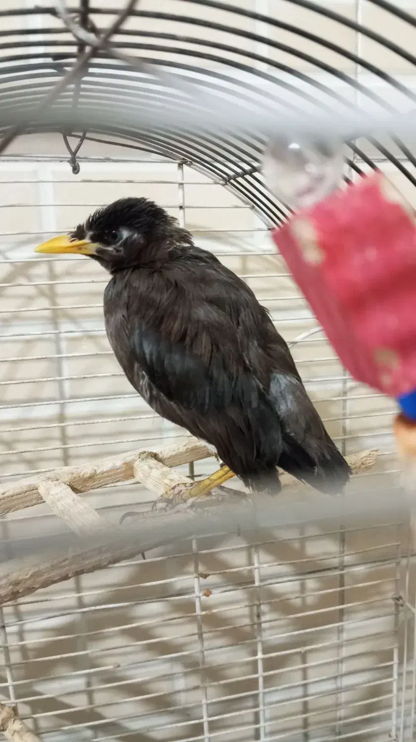 مرغ مینا ۳ماهه|پرنده|کرج, شعبانآباد|دیوار