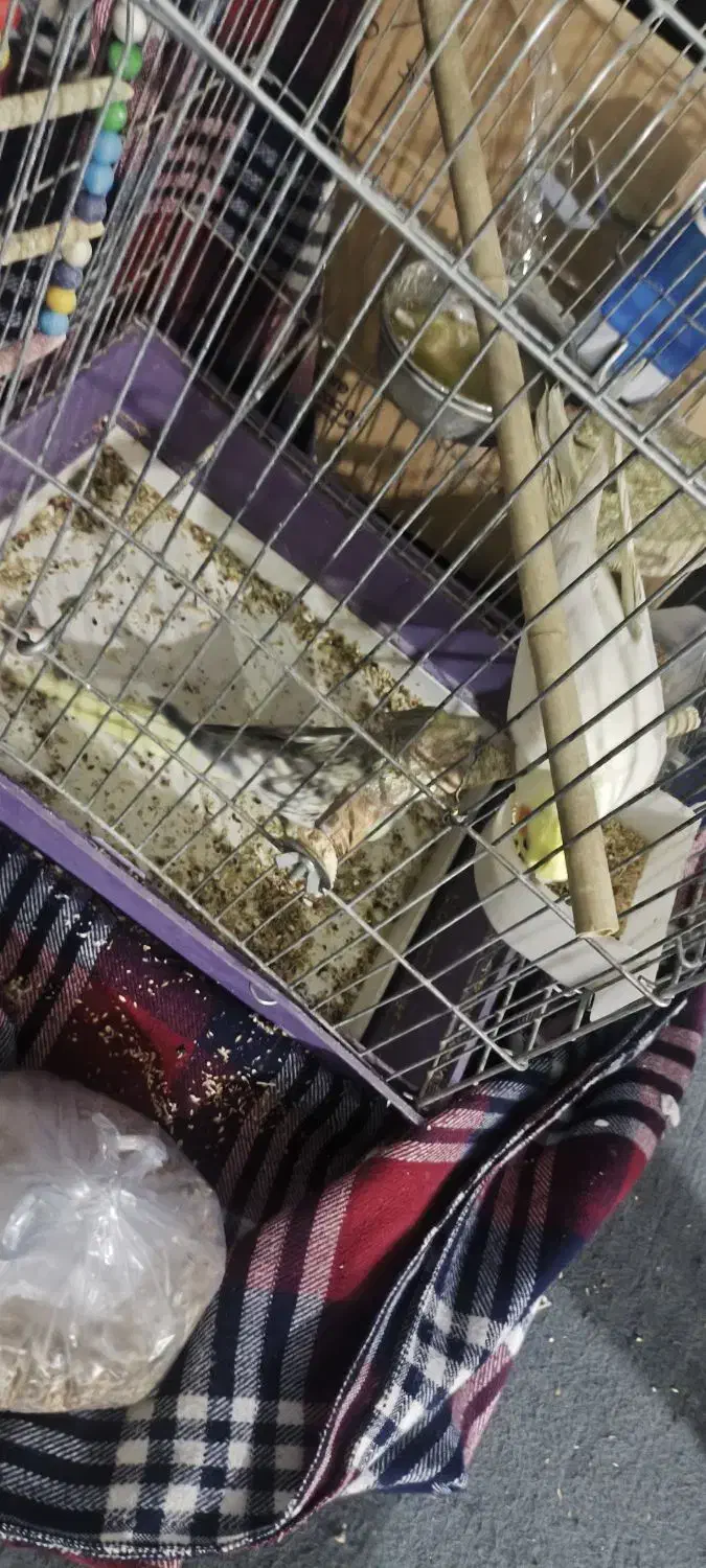 عروس هلندی|پرنده|یزد, |دیوار