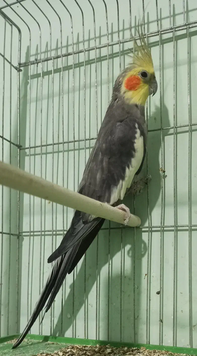 عروس هلندی نر کار داده|پرنده|کازرون, |دیوار