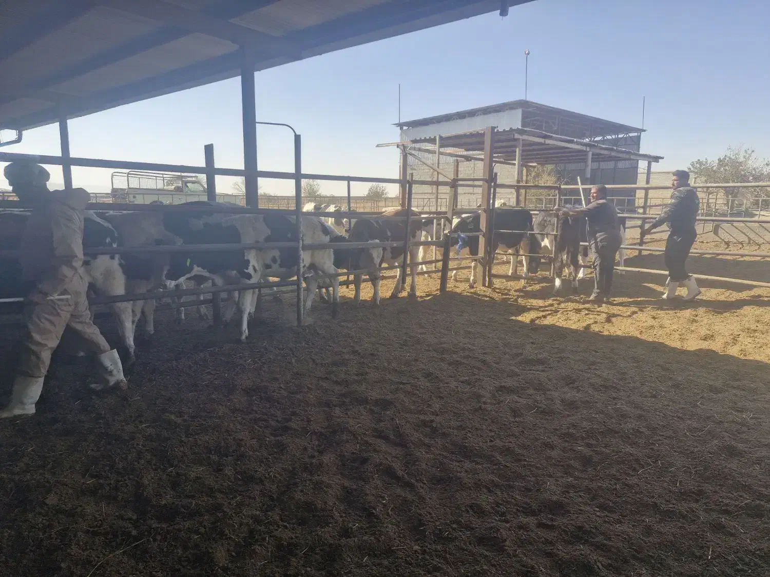 استخدام نیمرو دامداری|استخدام سرایداری و نظافت|سبزوار, قصبه شرقی|دیوار