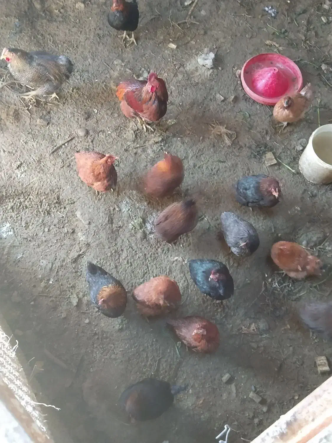 مرغ محلی|حیوانات مزرعه|مشهد, کلاته تیموری|دیوار