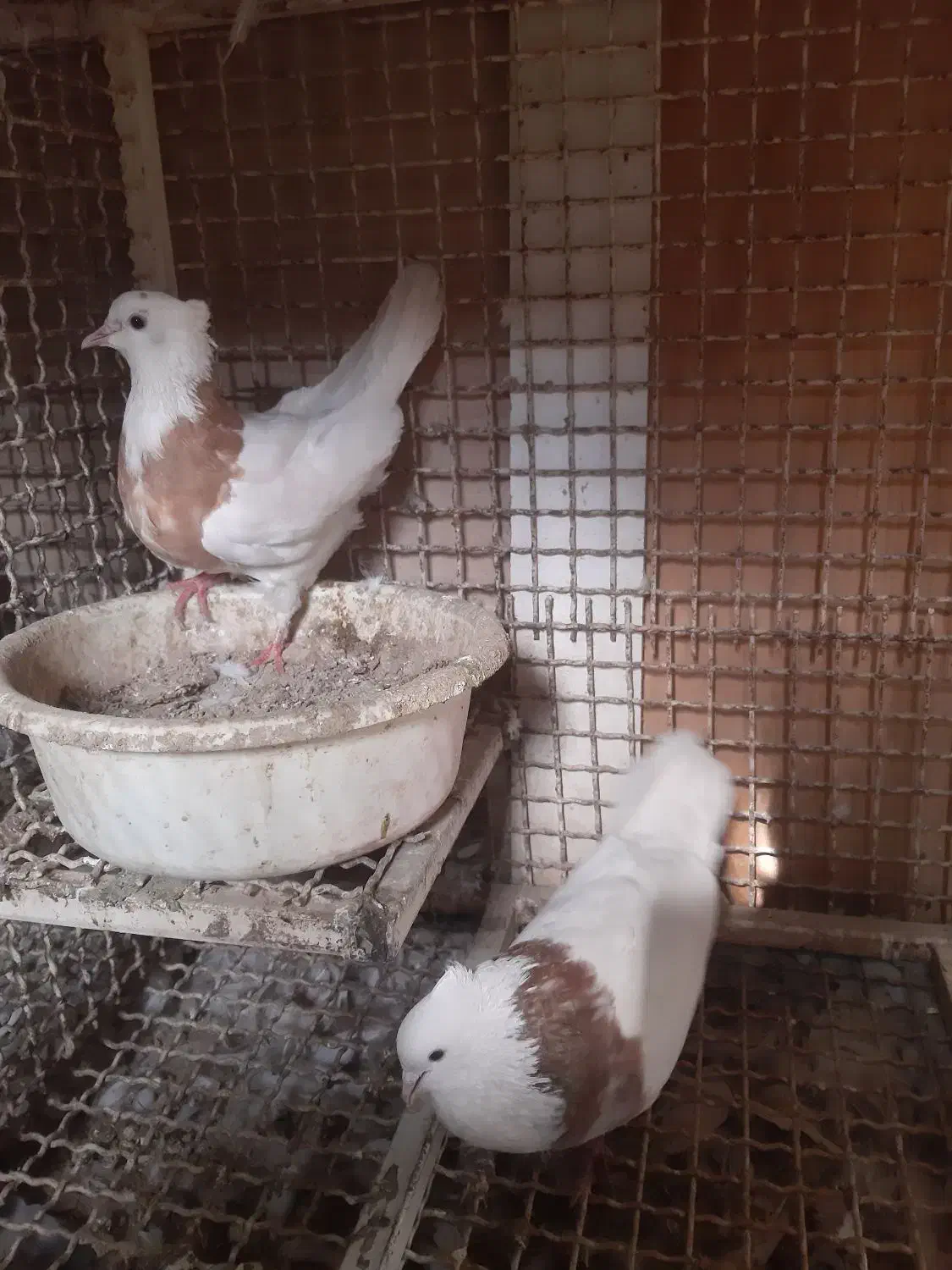 نروماده طوقی زرد خال دار|پرنده|خمینیشهر, |دیوار