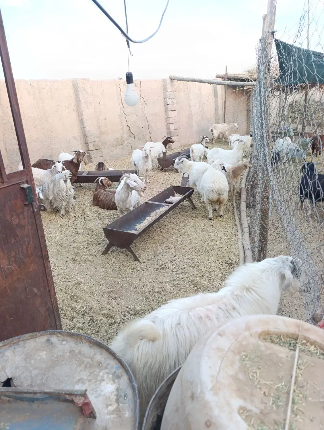 بز و کره|حیوانات مزرعه|سیرجان, |دیوار