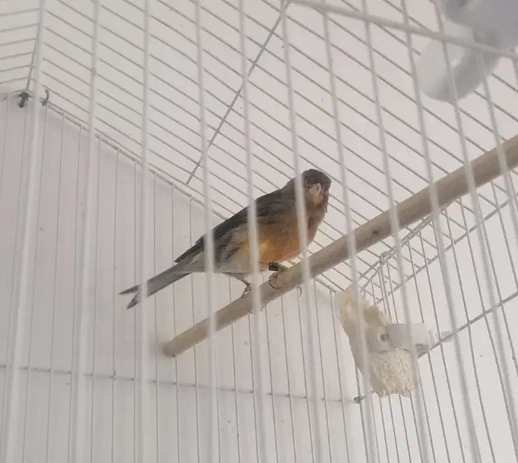 قناری سوخته نر|پرنده|بم, |دیوار