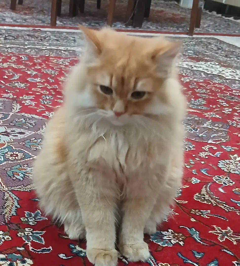 گربه پرشین دال فیس  نر  جهت جفگیری|گربه|نیشابور, جمهوری|دیوار