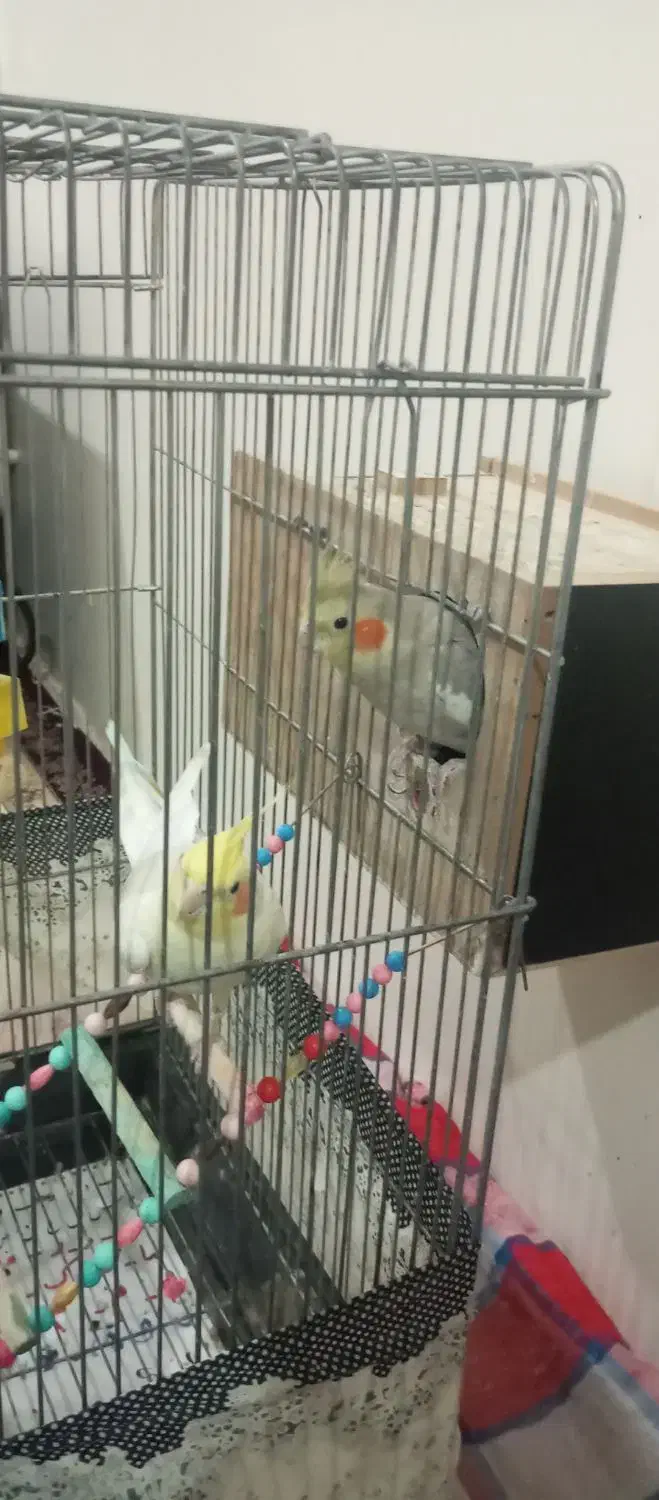 عروس هلندی سالم|پرنده|لالجین, |دیوار