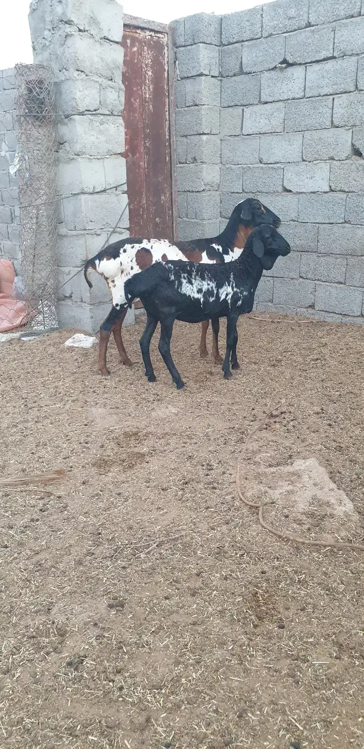 بره گوسفند میش برشن ماده|حیوانات مزرعه|بندرلنگه, |دیوار