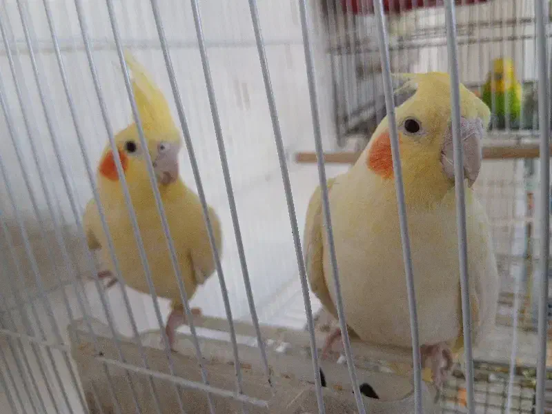 عروس هلندی  لوتینو گل باقالی سینامون|پرنده|آبدانان, |دیوار