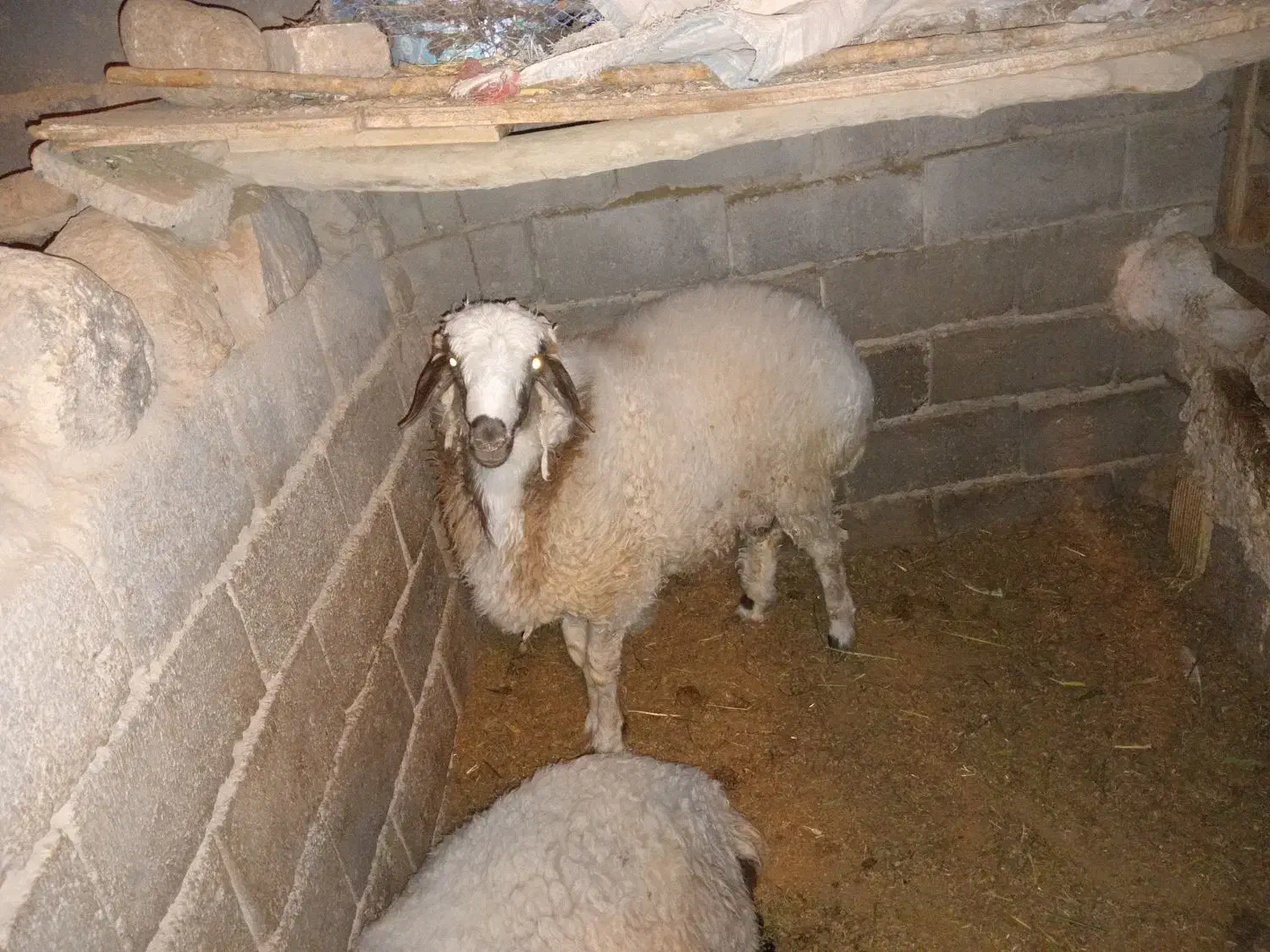 بره نر|حیوانات مزرعه|شهر بابک, |دیوار