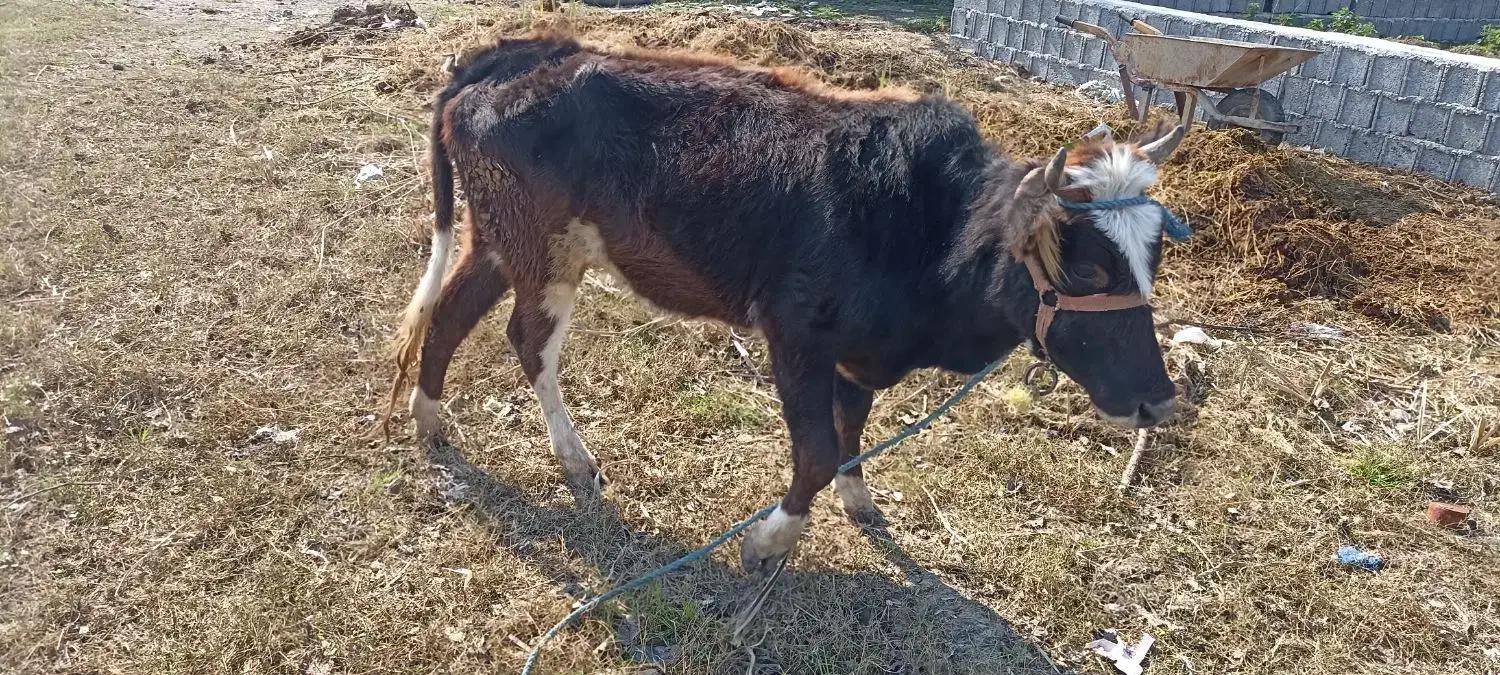 گاو جوان|حیوانات مزرعه|سنگر, |دیوار