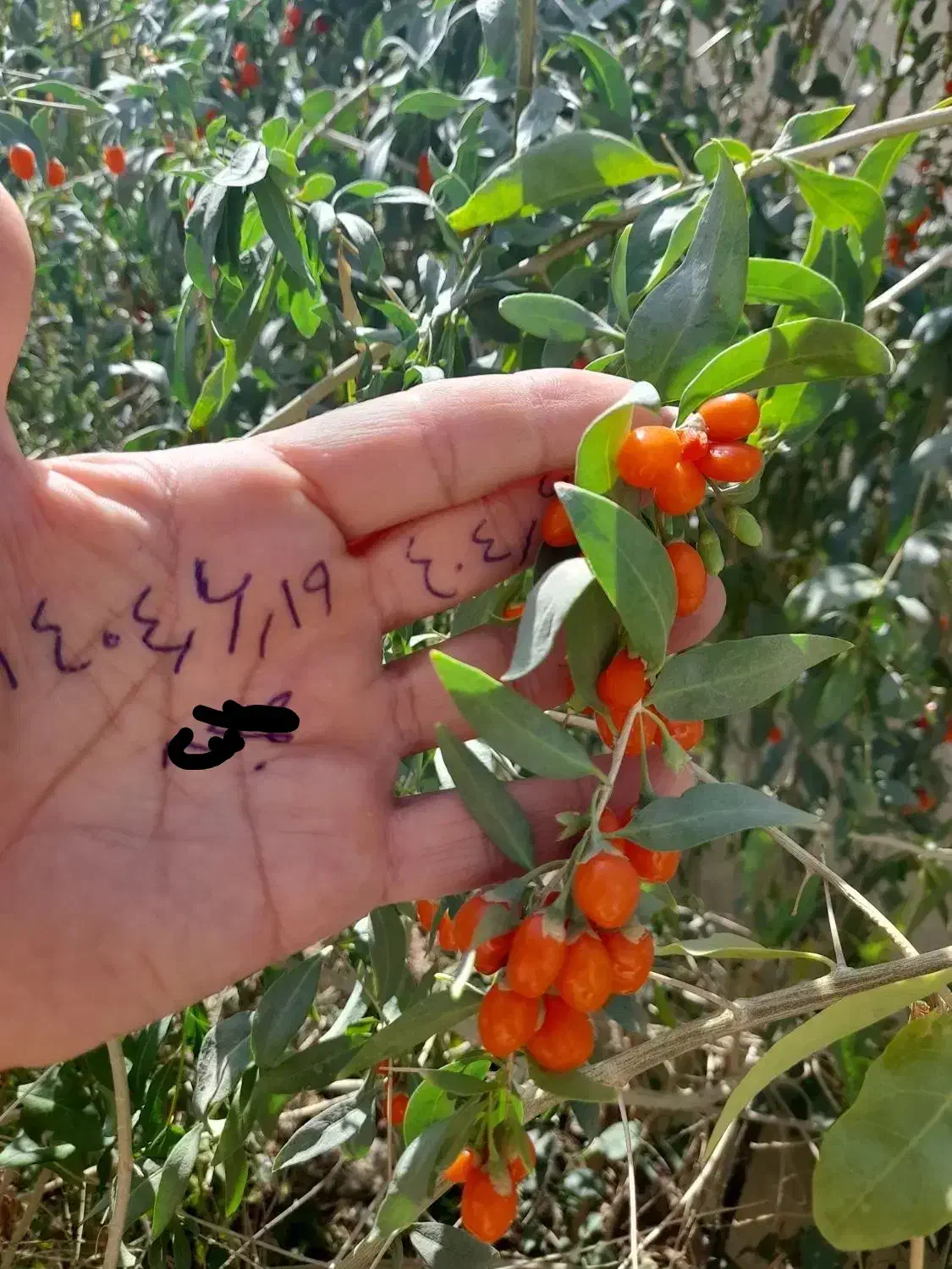 نهال گوجی بری ( نهال پول ساز ) ضدسرطان ضد پیری|خدمات باغبانی و درختکاری|چناران, |دیوار