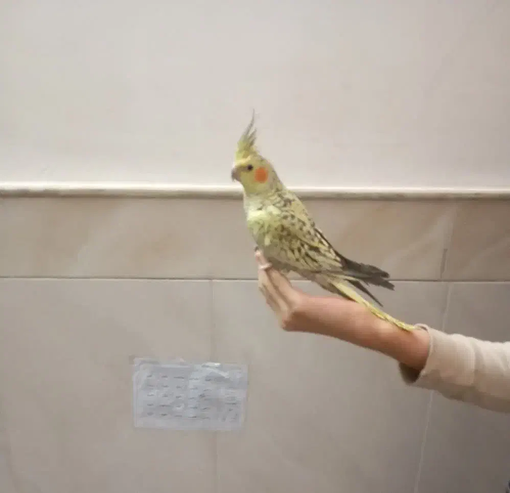 جوجه عروس هلندی 5ماهه|پرنده|قنوات, |دیوار