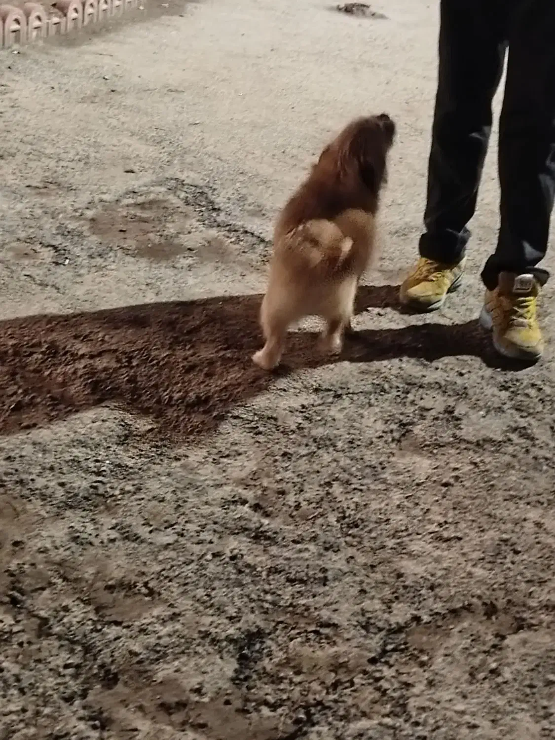 واگذاری سگ|سگ|رباط‌کریم, رباط‌کریم|دیوار