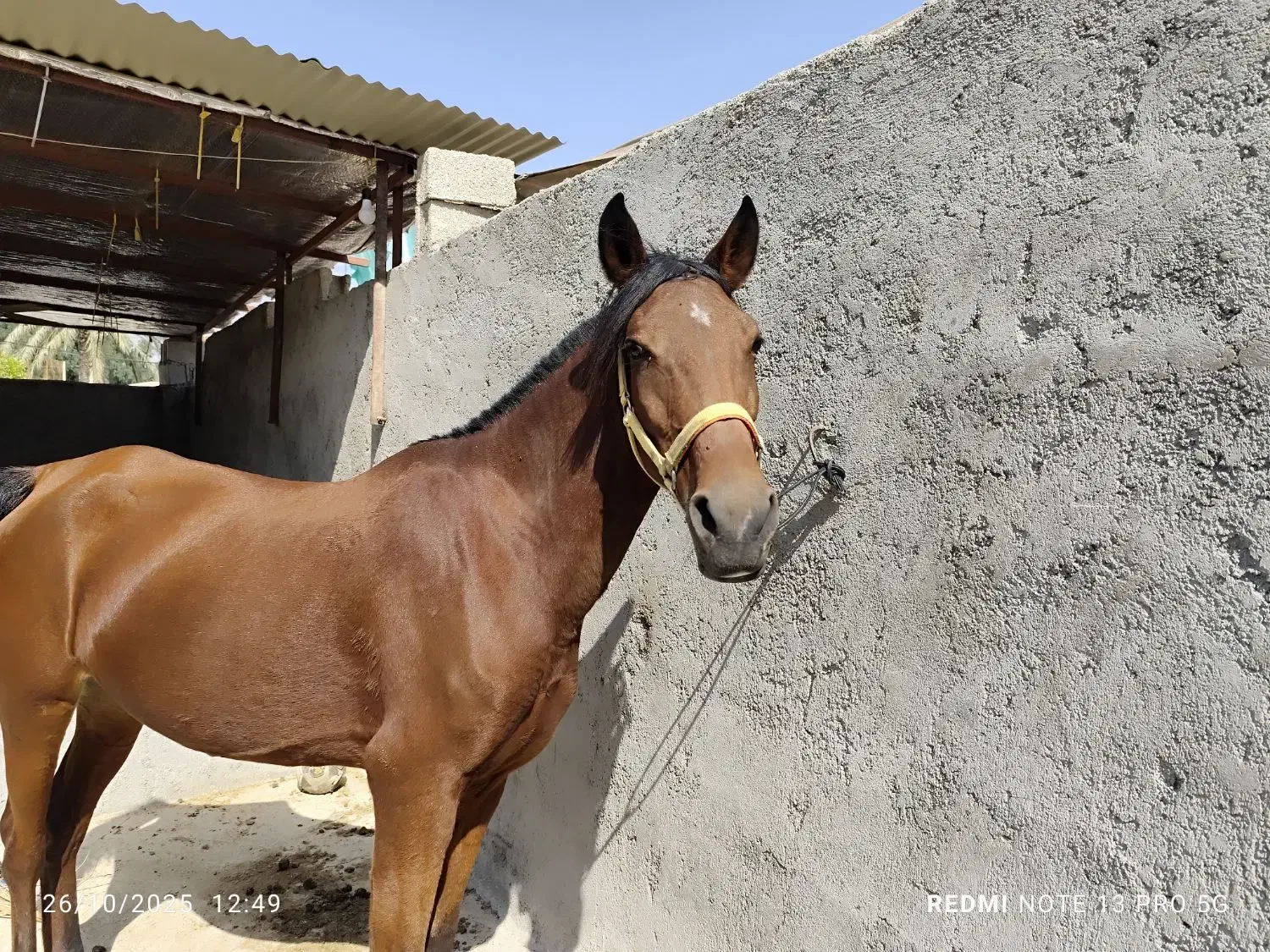 فروش اسب مادیان اصیل کره بند|اسب و تجهیزات اسبسواری|برازجان, |دیوار