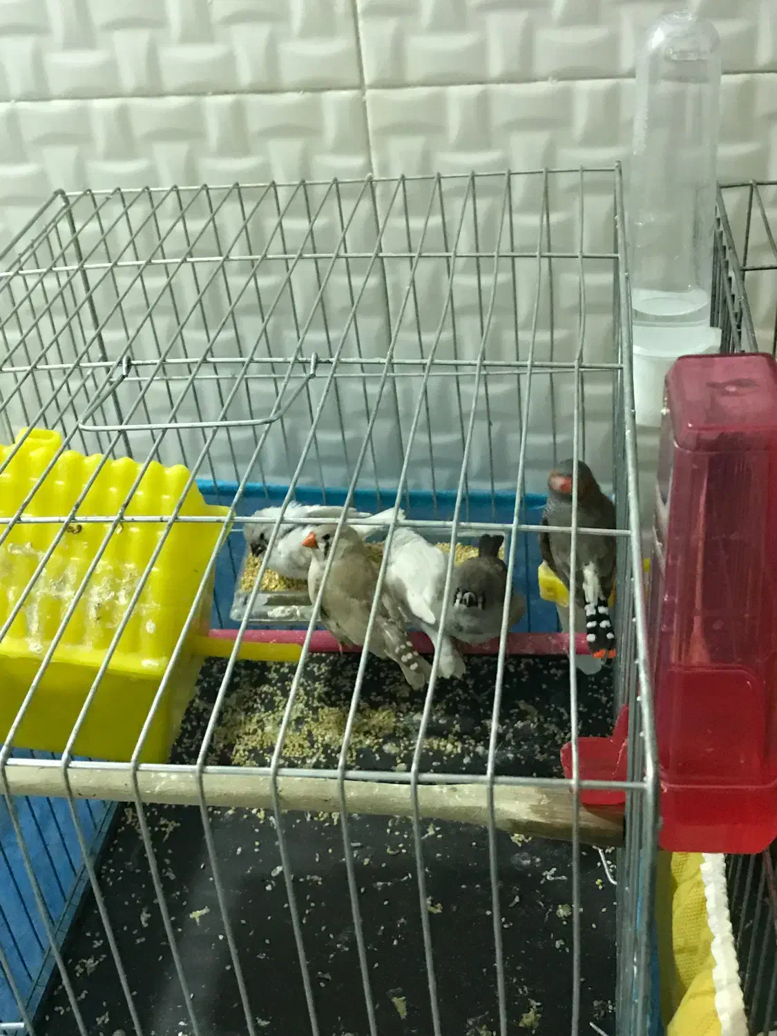 فنچ سرحال|پرنده|دره شهر, |دیوار