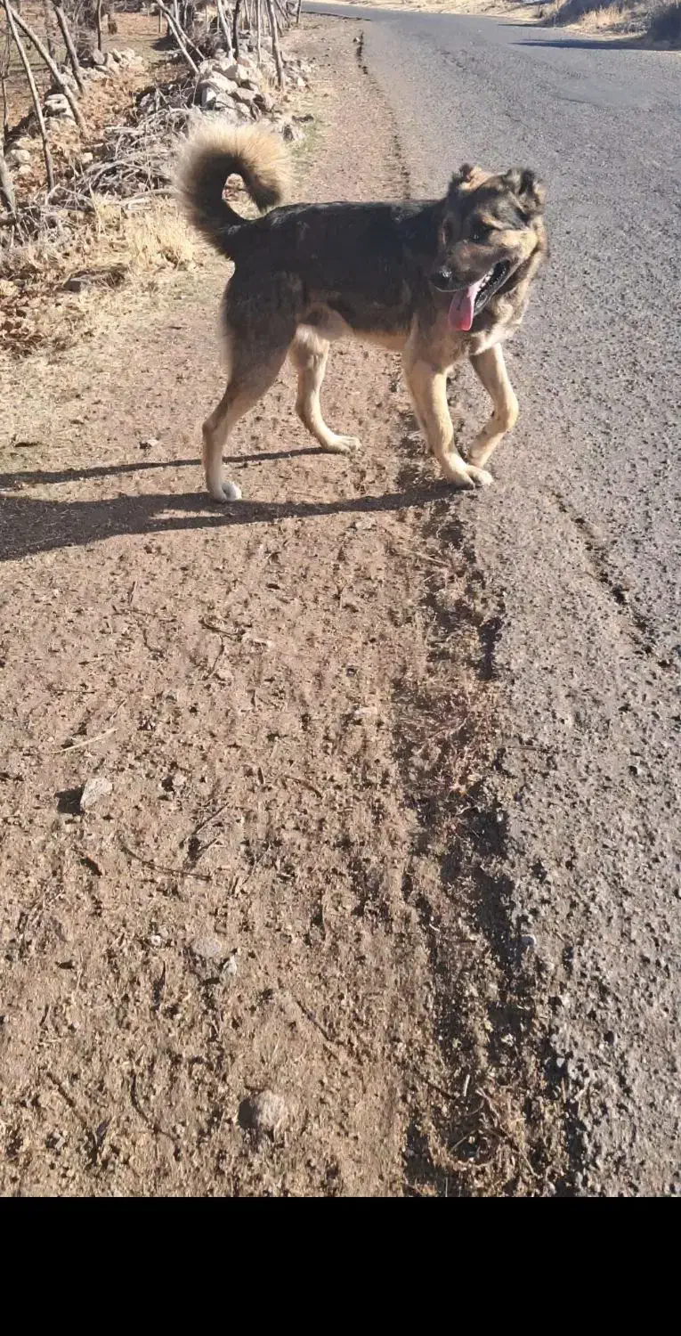 سگ سرابی|سگ|فیروز, |دیوار