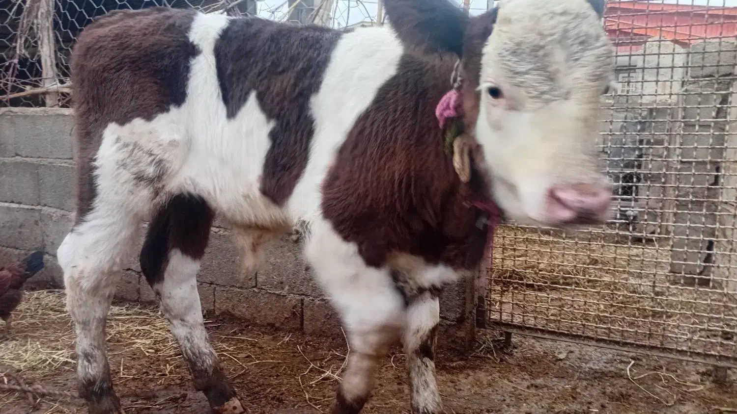 گوساله نژادبرتر|حیوانات مزرعه|آق قلا, |دیوار