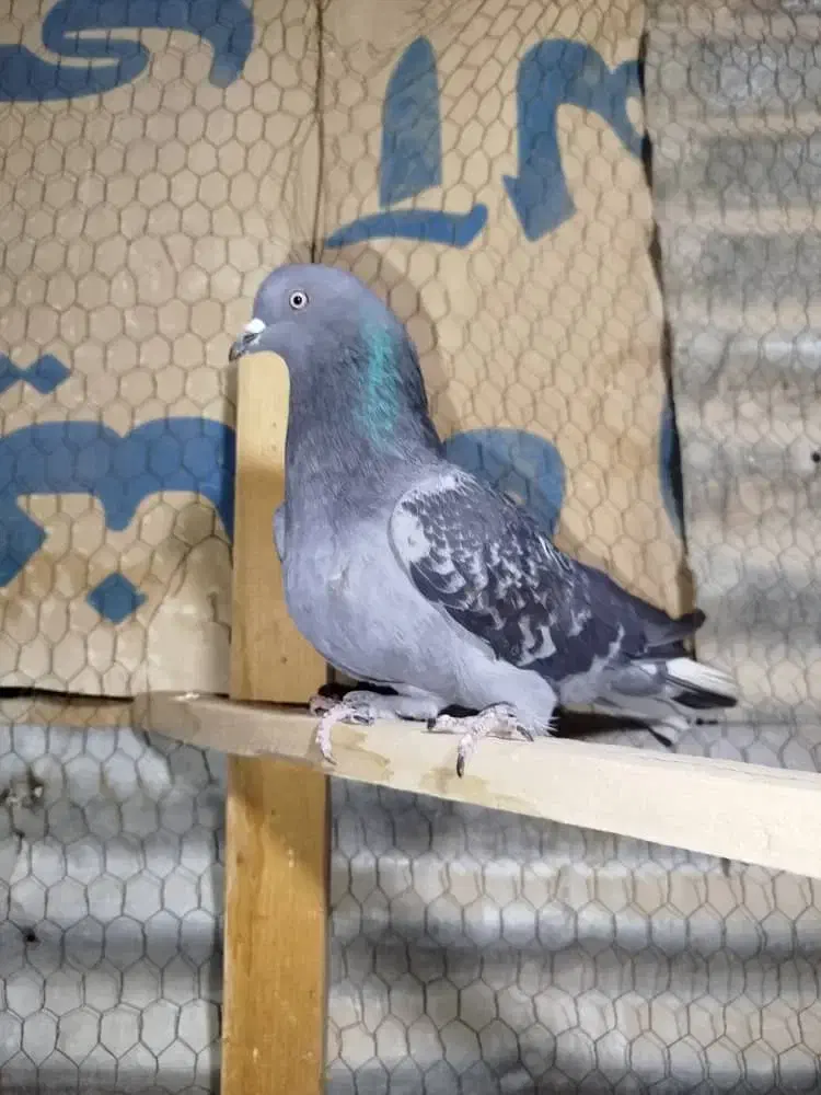 کبوتر کفتر  زرهی دم سفید  اصفهانی|پرنده|فلاورجان, |دیوار