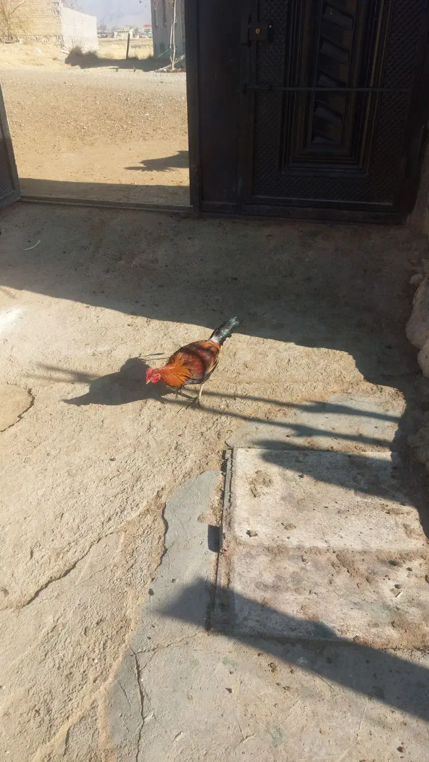 خروس کردی|حیوانات مزرعه|روانسر, |دیوار