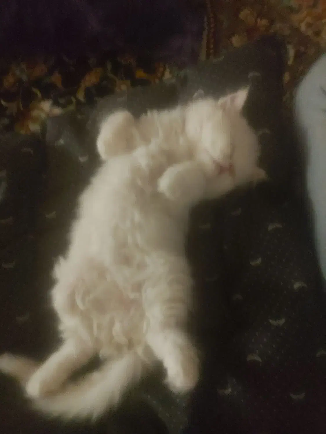 واگذاری گربه پرشین|گربه|ارومیه, |دیوار