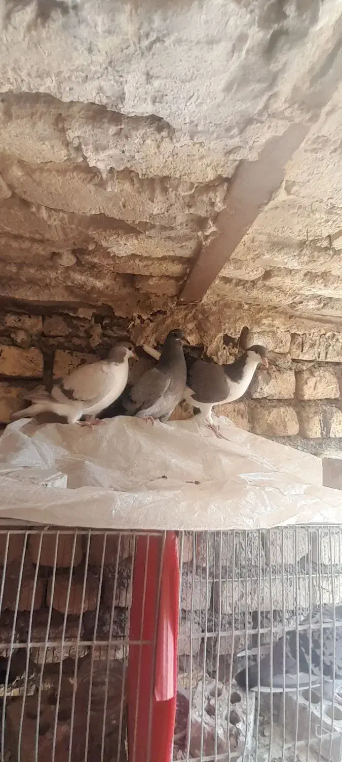 ستاجوجه بدرنگ|پرنده|اصفهان, کردآباد|دیوار