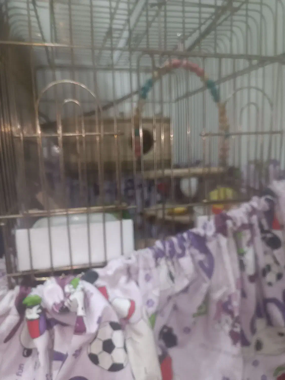 طوطی برزیلی|پرنده|چهاردانگه (تهران), |دیوار