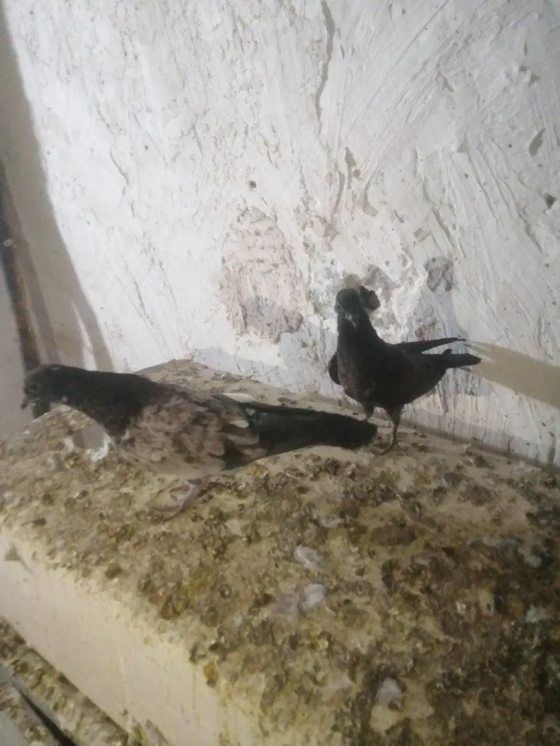 کبوتر|پرنده|آزادشهر, |دیوار