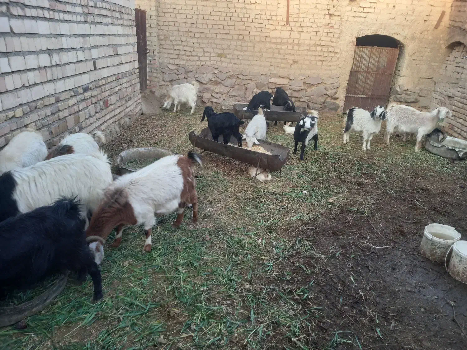 گوسفند فروشی|حیوانات مزرعه|خوسف, |دیوار