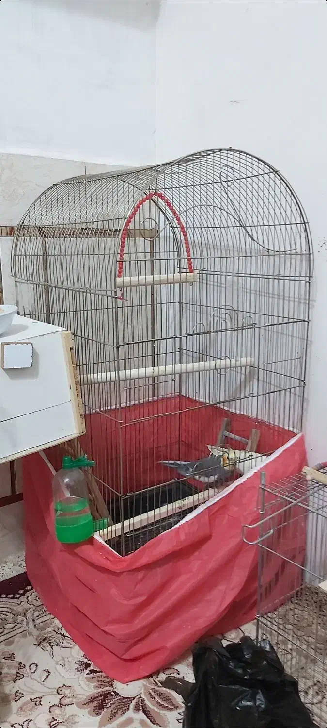 جفت عروس هلندی|پرنده|شوش, |دیوار