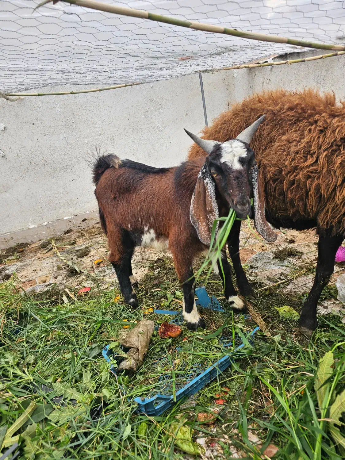بزغاله نر|حیوانات مزرعه|گرگان, |دیوار