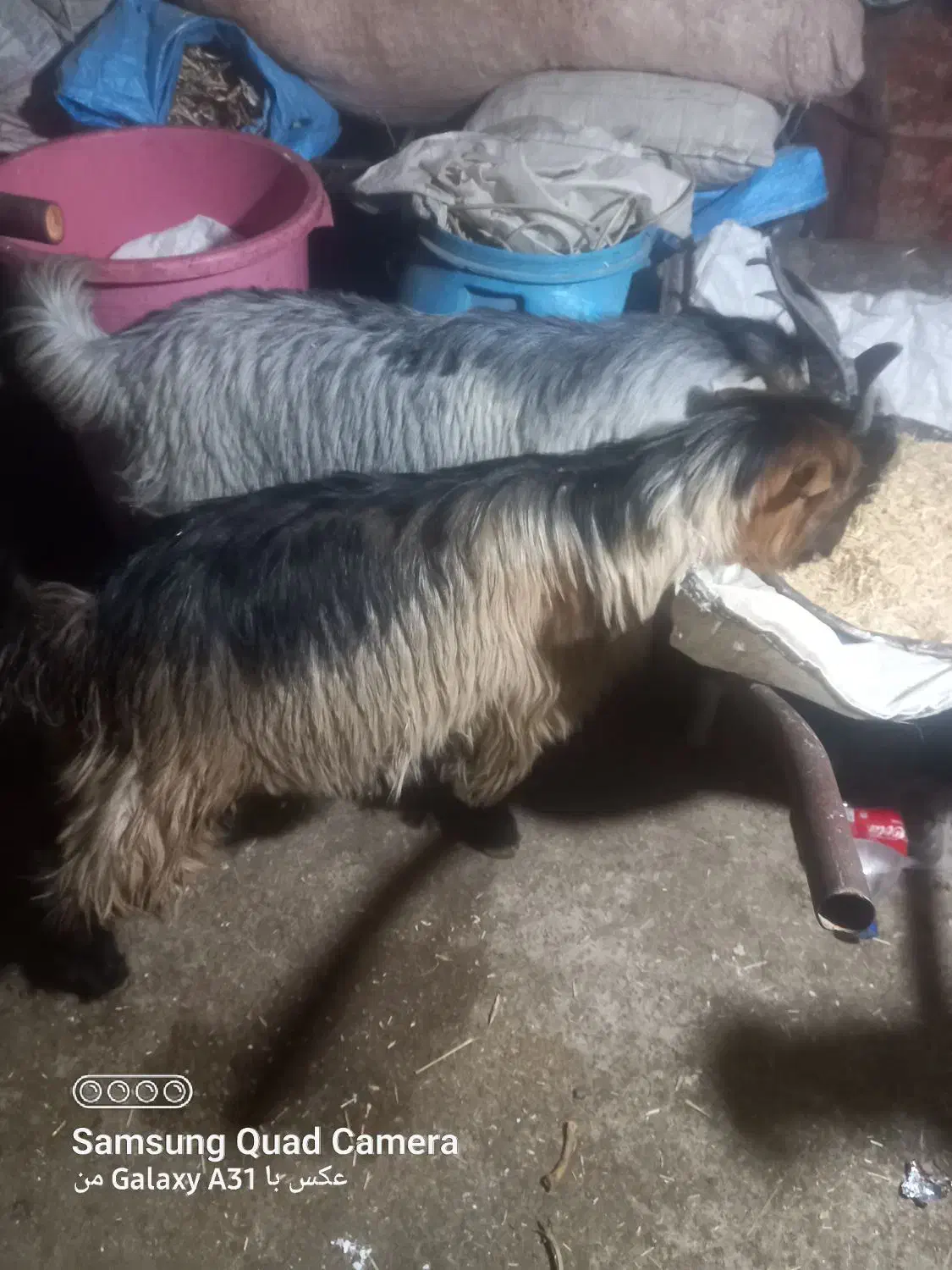 ۲عددتیشتر نر چاق اخلاقی دارم فروشی|حیوانات مزرعه|شوشتر, |دیوار