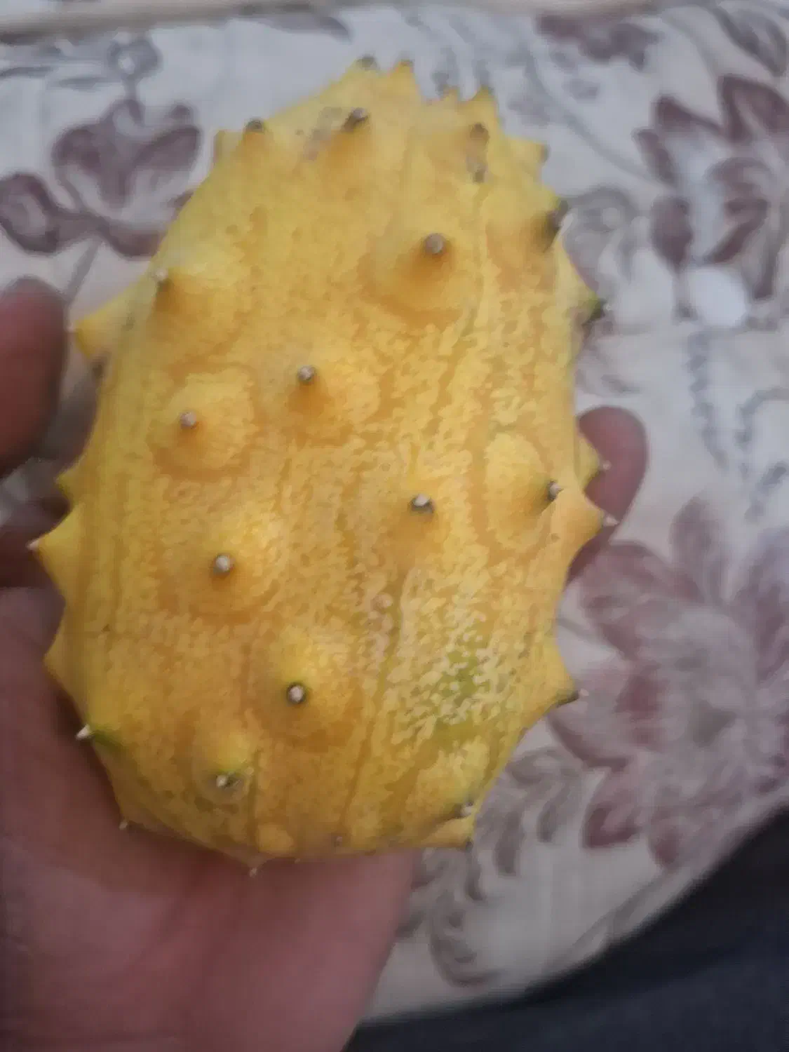 کیوانا|عمدهفروشی|سجاس رود, |دیوار