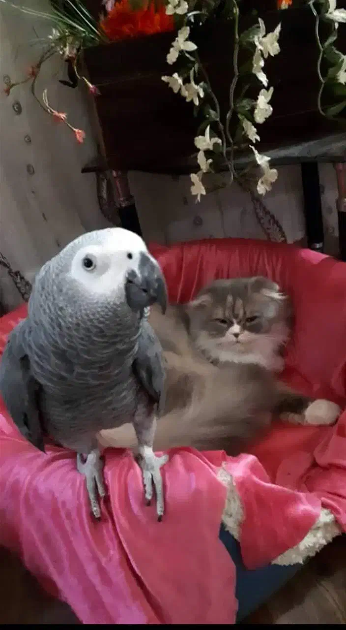 کاسکوی، شیرین سخنگو ی،پر حرف با ادب|پرنده|لاهیجان, خمیر کلایه|دیوار