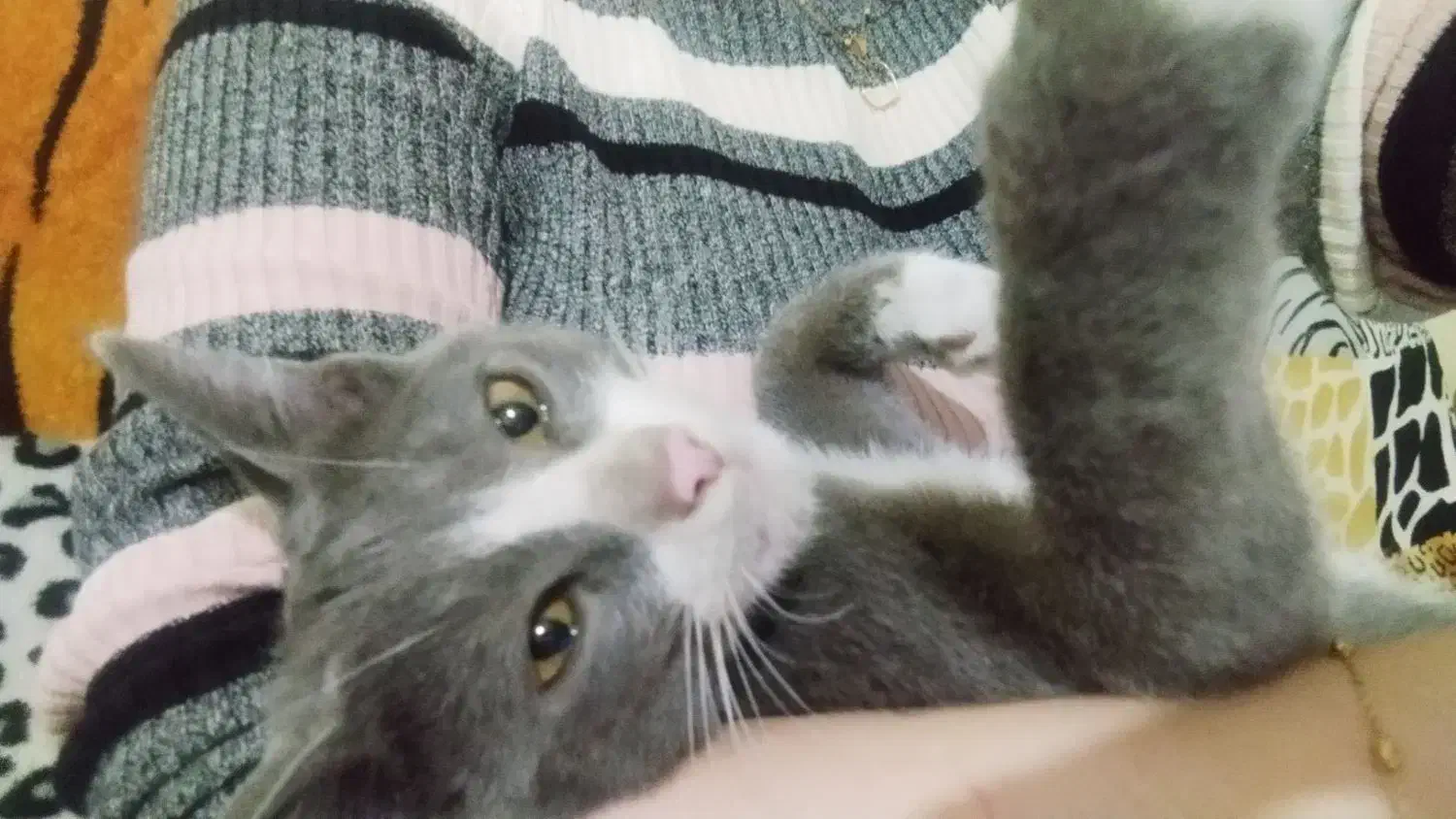 بچه گربه برتیش|گربه|ارومیه, |دیوار