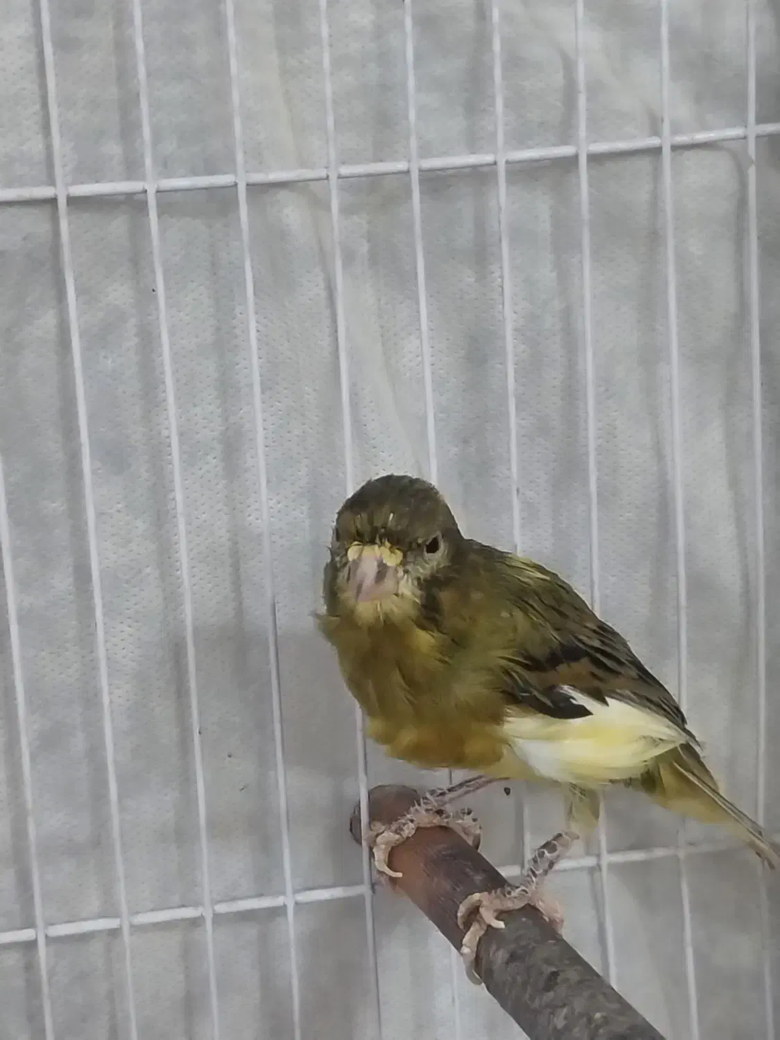 قناری|پرنده|نیشابور, بنیاد شهید|دیوار