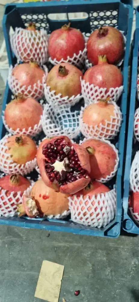 انار درجه شیراز|خوردنی و آشامیدنی|تهران, زعفرانیه|دیوار