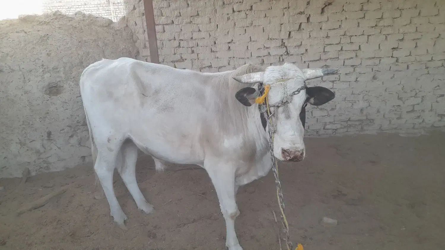 گاو نر (نوچ )و گستر (گوساله ماده)بفروش میرسد|حیوانات مزرعه|کرباسک, |دیوار