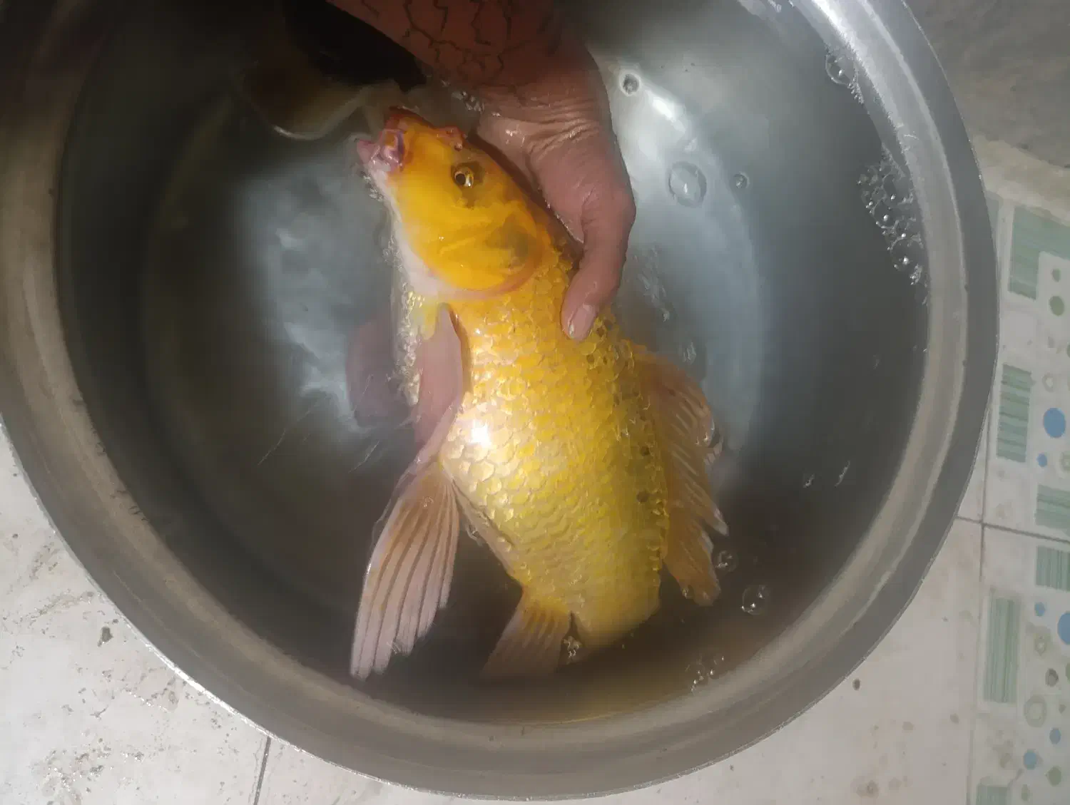 کوی باله بلند۲عدد|ماهی|خرم‌آباد, |دیوار