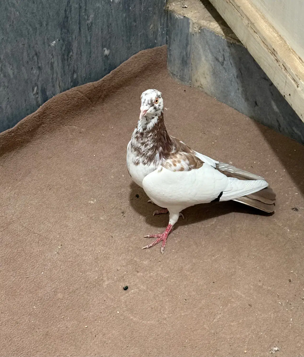 یهودی نر|پرنده|قم, تعویض پلاک|دیوار