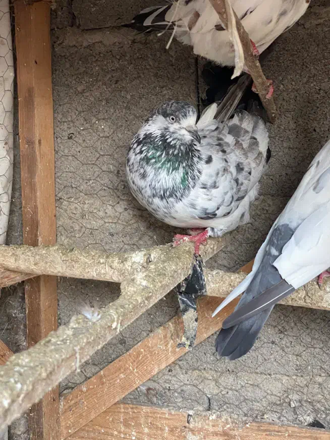 کبوتران پرشی|پرنده|رشت, توشیبا|دیوار