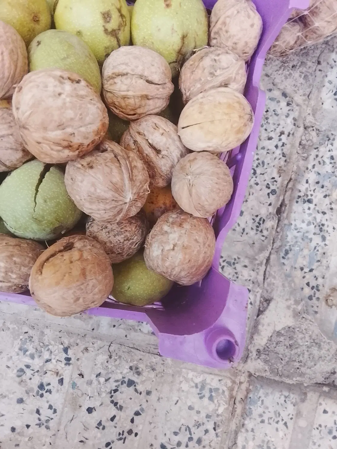 گردو|خوردنی و آشامیدنی|اقلید, |دیوار