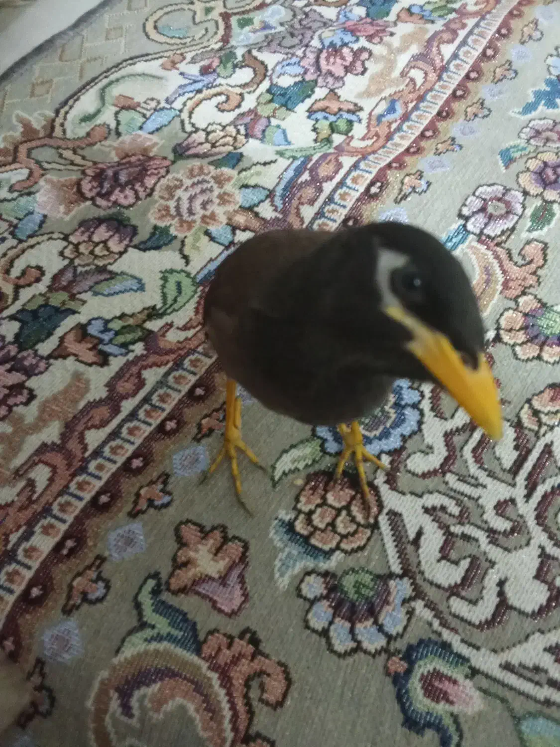 مرغمینا با قفس|پرنده|مشهد, شهرک امام هادی (شهرک غرب)|دیوار