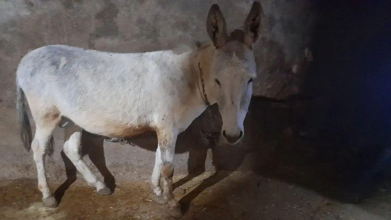 سالم|حیوانات مزرعه|آبکوه, |دیوار